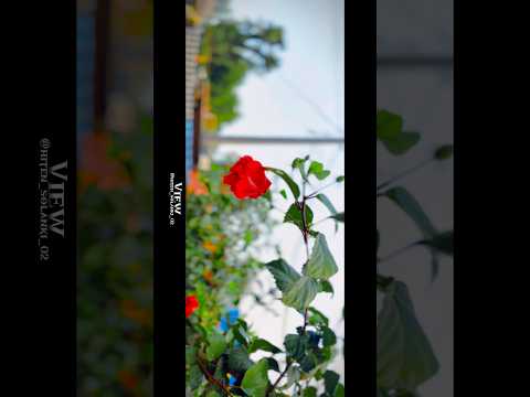 View with Hiten#nature #shorts #youtubeshorts #trending #viralshorts #cinematic #trend #foryou