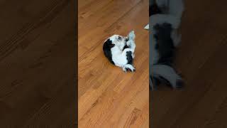 Video preview image #1 Shih-Poo Puppy For Sale in Social Circle, GA, USA