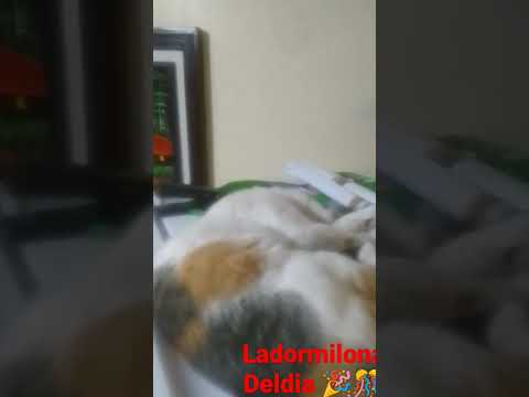 familia de cacaroto 😎