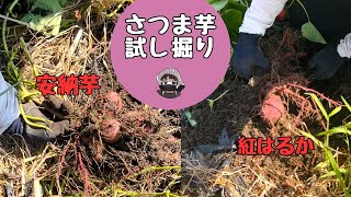 120 days have passed, so I tried digging up some sweet potatoes [Annouimo] [Beni Haruka] [Home Ga...