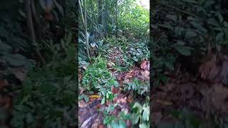 Download lagu mikat murai batu Borneo susah turun mp3 Download lagu mikat murai batu Borneo susah turun mp3