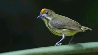 Download lagu mp3 pikat Burung cabe cabean kemade mp3 Download lagu mp3 pikat Burung cabe cabean kemade mp3