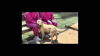 Video preview image #1 Labrador Retriever Puppy For Sale in Seattle, WA, USA