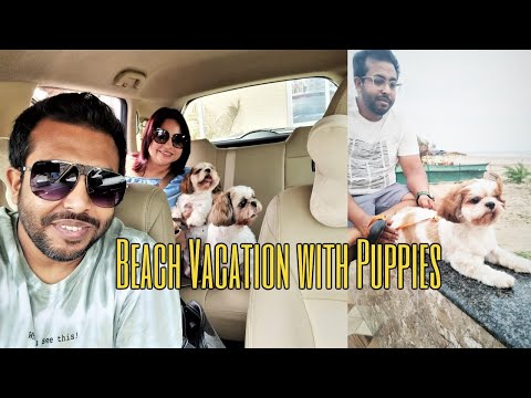 First Beach Vacation with Puppies | Puppies on a road trip for holidays Video