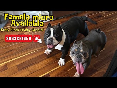 Micro Female up for grabs 🚫🧢