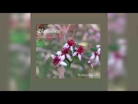 Blossom (waltz) - Meltem Safarli