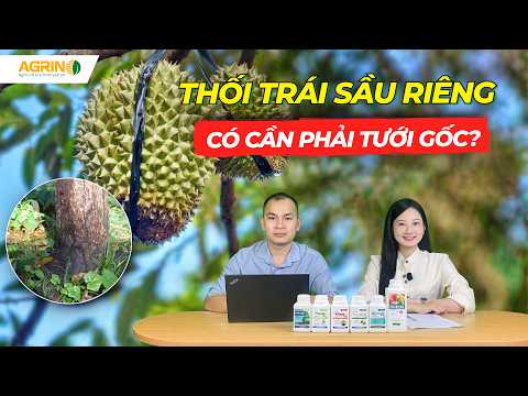 PHÒNG TRỊ THỐI TRÁI SẦU RIÊNG – CÓ CẦN PHẢI TƯỚI GỐC?