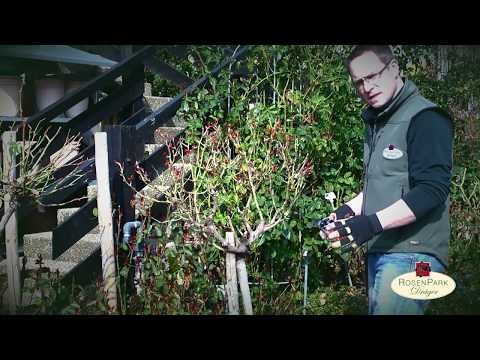 Rosenschnitt Teil 3 - Stammrosen