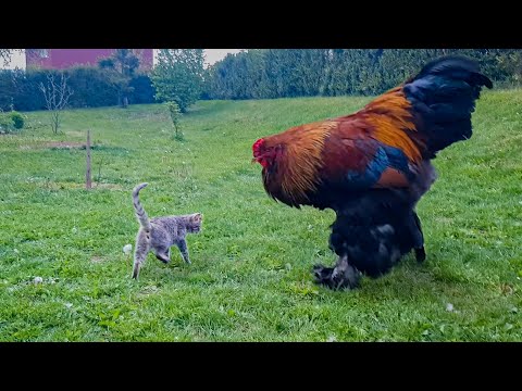 , title : '15 Weird Chicken Breeds - Chicks Farm | egg incubator farming'