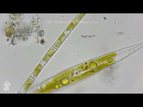 Xanthophyta – Characteristics, thallus organization, Occurrence, morphology, life-cycle - Video