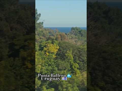 PUNTA BALLENA #cortos #shorts #puntaballena #uruguay #maldonado #naturaleza #viajes #viajar #calma