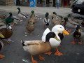 Feeding Ducks And Geese Cheerios