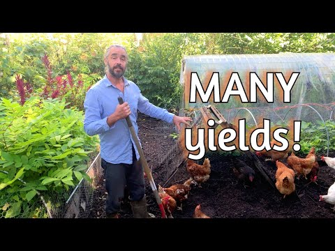 Chicken Compost - Sifting, Feeding hens AND growing nursery crops AT ONCE!?!