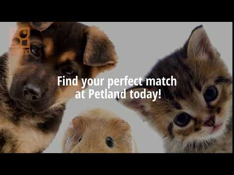 Find Your Perfect Match At Petland