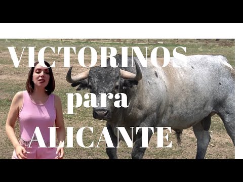 Corrida de Toros Victorinos para ALI CANTE Rafaelillo, Morante de la Puebla y Pablo Aguado