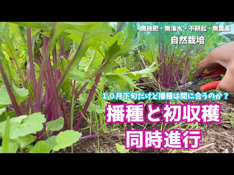 大根の収穫時期と方法は？ + 栽培、播種、メンテナンス  庭園