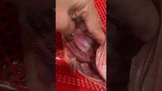 Is this a fish tongue? Do they have tongues? #shorts