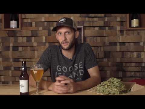 About Our Hops - Amarillo