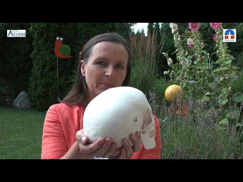 Film – "BodyTalk Cortextechnik“ (auf Deutsch)