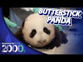 When A Baby Panda At The National Zoo Captured DC Hearts Washington In The 2000s