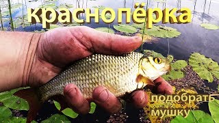 На нахлыст краснопёрку