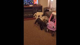 Video preview image #1 Mutt Puppy For Sale in Grafton, WI, USA