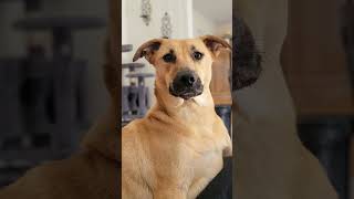 Video preview image #1 Labrador Retriever-Unknown Mix Puppy For Sale in McDonough, GA, USA