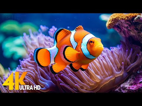 Aquarium 4K VIDEO (ULTRA HD) 🐠 Beautiful Coral Reef Fish - Relaxing Sleep Meditation Music #92