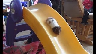 Hamsters on Slides