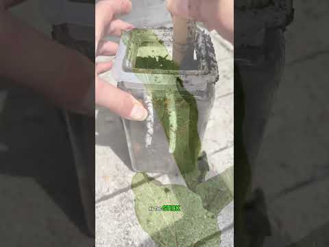 The Effects Of Leaving Tobacco In Soil For 1 Year…Seeds? Plant? (For learning only) #howtowithjessie