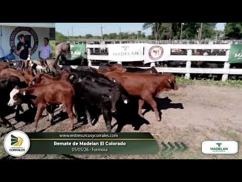 05-05-26 - Remate de Madelan - El Colorado, Formosa