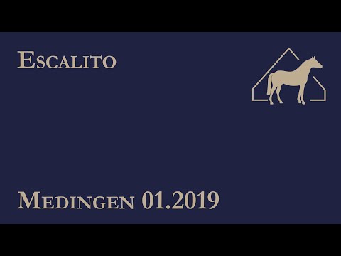 Escalito-Hengstschau 2019