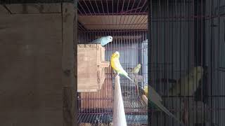 Download lagu Ternak Parkit #parkit #ternakparkit #freefly #parkitgacor #parkitaustrali #lovebirds #aviary mp3