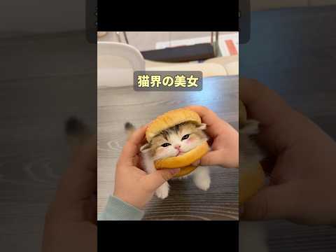 猫の世界で一番人気の品種が何か、知っていますか？ #animals #動物