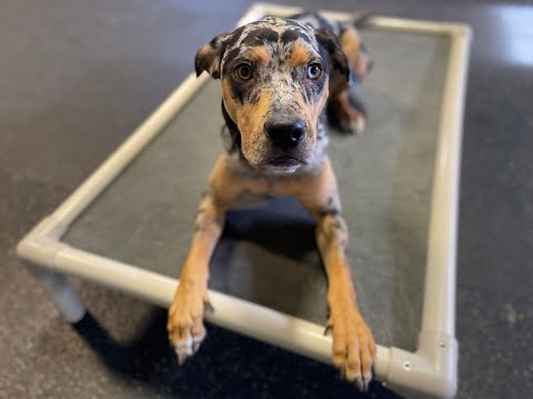 YouTube video about: How to train catahoula leopard dog?