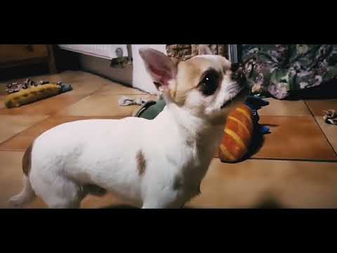 Chihuahua puppy for sale
