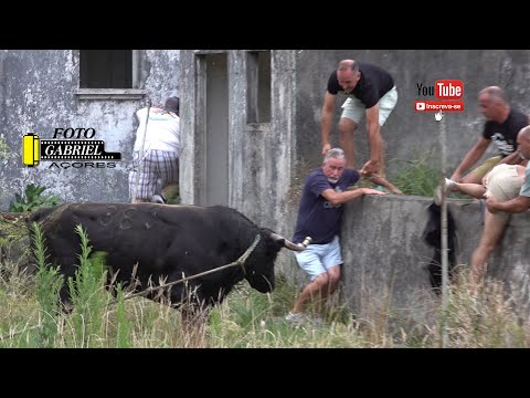 Tourada Sto, António Fontinhas 31- 07- 2025 Ganadeiro H.F.