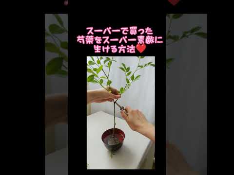 シャクヤクについて詳しく解説