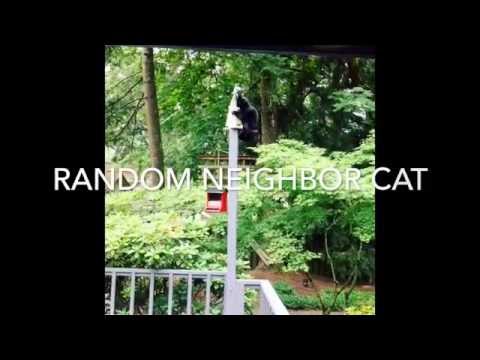 Random Neighbor Cat