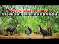 Suara Pikat Ruak Ruak Khusus Siang Hari Sangat Ampuh Untuk Pikat Buktikan Sendiri ONTROG SPOT