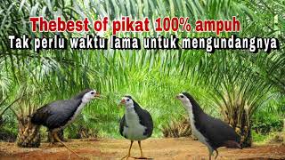 Download lagu Suara pikat ruak ruak khusus siang hari. Sangat ampuh untuk pikat,buktikan sendiri || ONTROG SPOT mp3 Download lagu Suara pikat ruak ruak khusus siang hari. Sangat ampuh untuk pikat,buktikan sendiri || ONTROG SPOT mp3