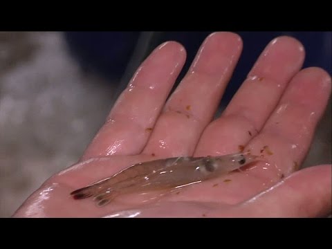 Fritt fram äta svenska jätteräkor - Nyheterna (TV4)