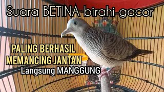 Download lagu Perkutut Betina memanggil jantan Suara PALING BERHASIL memancing perkutut Jantan Langsung MANGGUNG mp3 Download lagu Perkutut Betina memanggil jantan Suara PALING BERHASIL memancing perkutut Jantan Langsung MANGGUNG mp3