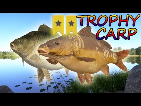 Фото Russian Fishing 4 RF4 The Amber Lake Trophy Mirror Carp and Common Carp BISTRO