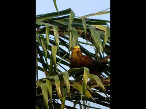 Russet-backed Oropendola calling.