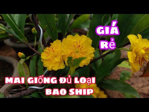 Mai giống đủ loại, bao phí ship 0385 604 620