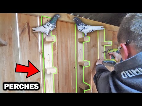 Perches For High Flyer Pigeons