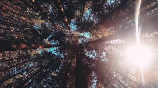 Download lagu Forest kopi #Ngopidihutan mp3 Download lagu Forest kopi #Ngopidihutan mp3