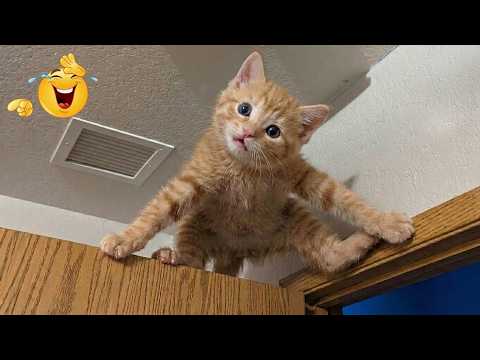 Ultimate Try Not To Laugh Challenge 😂 Cats & Dogs Compilation 2026 🐾