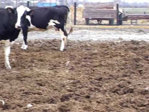 VACILE AU  AJUNS AN CHINURI  SAT CILIBIU COM GOLAIESTI JUD IASI [MUNTEANU VIORICA PATRON].MOV